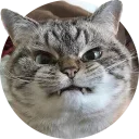 😔 emoji cats @TVstickers Telegram sticker 11 of 117