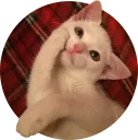 🙌 emoji cats @TVstickers Telegram sticker 19 of 117