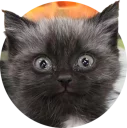 😙 emoji cats @TVstickers Telegram sticker 8 of 117