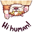👋 emoji Meme Cats Telegram sticker 5 of 40