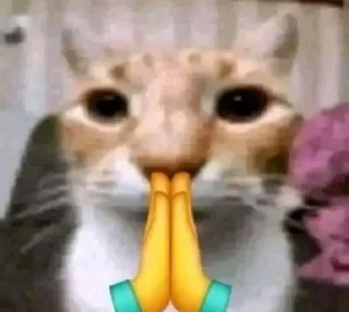 🙏 emoji Кітики Telegram sticker 17 of 116