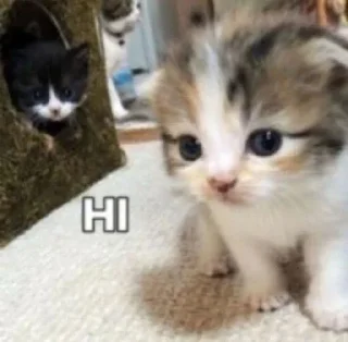 😺 emoji Кітики Telegram sticker 8 of 116