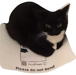 😺 emoji top a lot blyat Telegram sticker 1 of 21