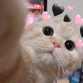 Sticker from Meme stickers