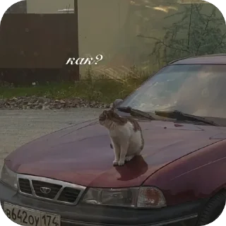 Sticker from че надо