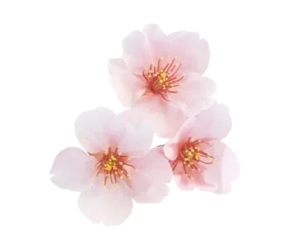 🌸 emoji все стикеры тут ➝ @benti_stickers Telegram sticker 7 of 25