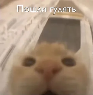 Sticker from что это вообще