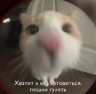 🤌 emoji что это вообще Telegram sticker 21 of 120