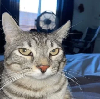 😾 emoji FUCKIN CATS Telegram sticker 4 of 94