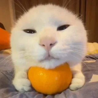 😸 emoji FUCKIN CATS Telegram sticker 12 of 94