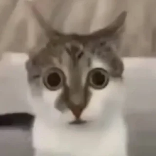 🙀 emoji FUCKIN CATS Telegram sticker 15 of 94