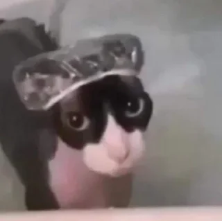 😺 emoji FUCKIN CATS Telegram sticker 9 of 94