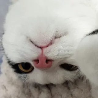 🤭 emoji чупапи муняни Telegram sticker 16 of 33
