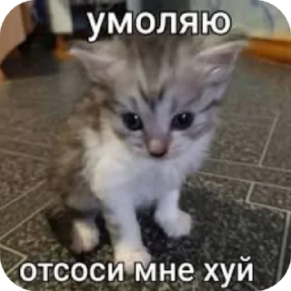 🐱 emoji Чупапи Telegram sticker 19 of 63
