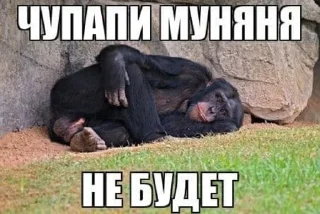🐒 emoji чупапи муняня Telegram sticker 10 of 50