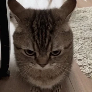 😾 emoji FUCKIN CATS Telegram sticker 3 of 94