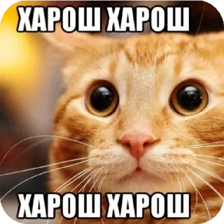 🐱 emoji Чупапи Telegram sticker 14 of 63