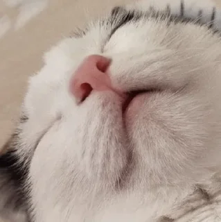 😴 emoji чупапи муняни Telegram sticker 4 of 33