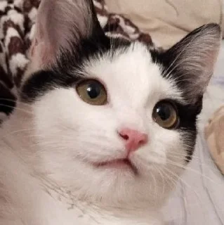 😦 emoji чупапи муняни Telegram sticker 6 of 33