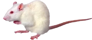 🐀 emoji 🐀🐸 крыски, жабки by @uglycutedying Telegram sticker 5 of 28