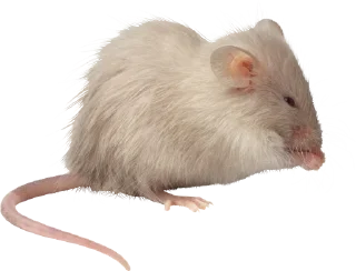🐀 emoji 🐀🐸 крыски, жабки by @uglycutedying Telegram sticker 9 of 28