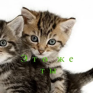 Sticker from Nyaaa