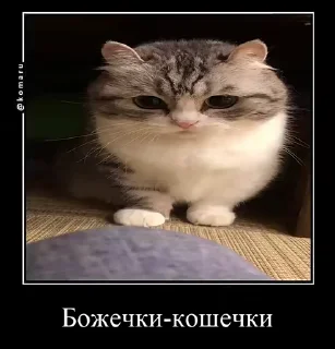 🙀 emoji Комарки pt3 @not_a_dude Telegram sticker 5 of 28