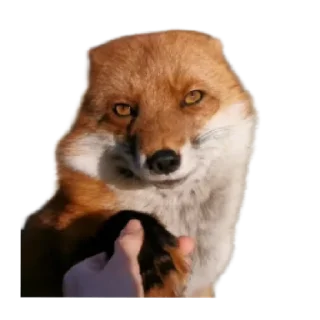 🦊 emoji Ася Telegram sticker 9 of 26