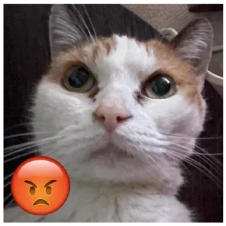 😠 emoji Ася Telegram sticker 21 of 24