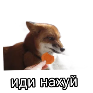 🖕 emoji Ася Telegram sticker 24 of 26