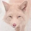 Веселые белые лисы! sticker preview 4