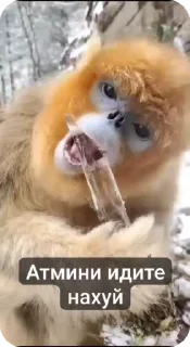 🌟 emoji Мои видио Telegram sticker 24 of 36
