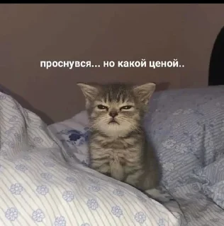🤕 emoji Братва Telegram sticker 11 of 120