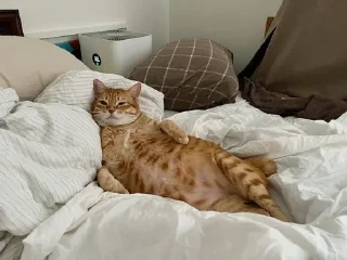 Sticker from Котов Водителей пак