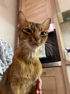 😺 emoji Ириска фотки😺😺😺 Telegram sticker 22 of 57