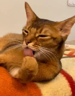 😻 emoji Ириска фотки😺😺😺 Telegram sticker 17 of 57