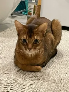 😼 emoji Ириска фотки😺😺😺 Telegram sticker 14 of 57