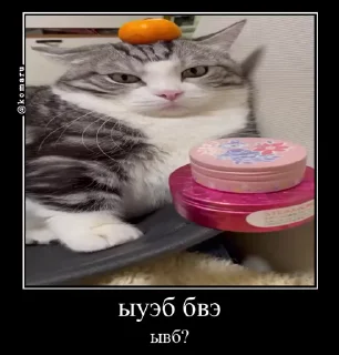 😟 emoji Комарки pt2 @not_a_dude Telegram sticker 4 of 68