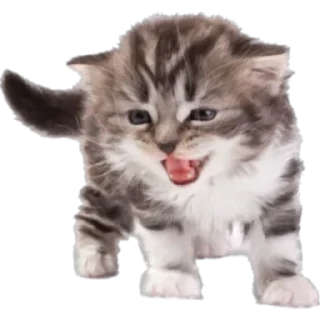 🍰 emoji neko by: @waifustiks Telegram sticker 20 of 65