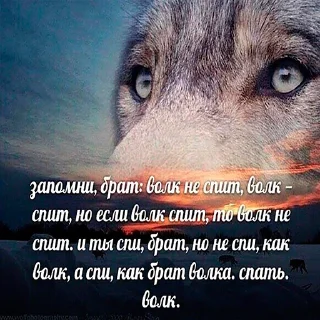 🤔 emoji волк не в цирке Telegram sticker 5 of 24