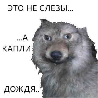 😭 emoji ВОЛК НЕ ВОРК Telegram sticker 15 of 20