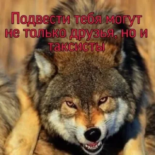 Sticker from Волк