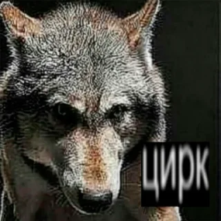 😒 emoji волк не в цирке Telegram sticker 14 of 24