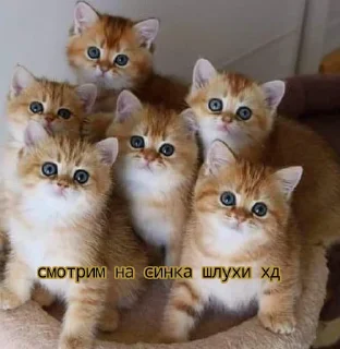 Sticker from Мухтар ибош