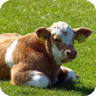 🐄 emoji село ословськи Telegram sticker 5 of 46