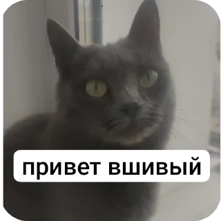 Sticker from Вендюшеа любимая