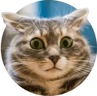 🤨 emoji Cat's pack Telegram sticker 21 of 29