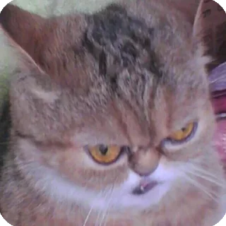 😡 emoji Cat's pack Telegram sticker 9 of 29