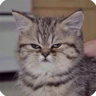 😾 emoji Cat's pack Telegram sticker 24 of 29