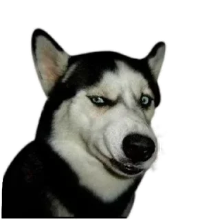 😣 emoji Cat's pack Telegram sticker 17 of 29